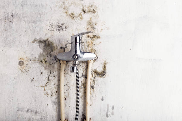 Best Health and Safety Mold Remediation in Birch Run, MI