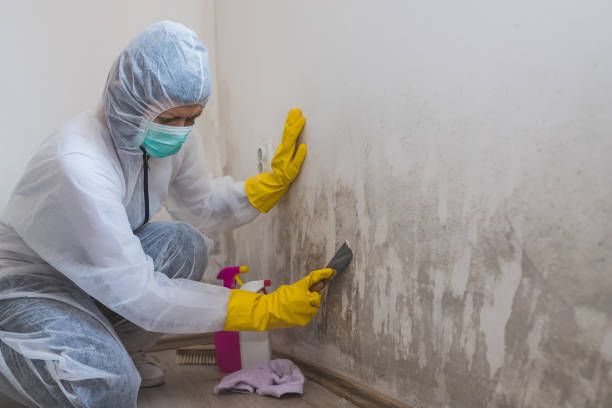 Best Commercial Mold Remediation in Birch Run, MI