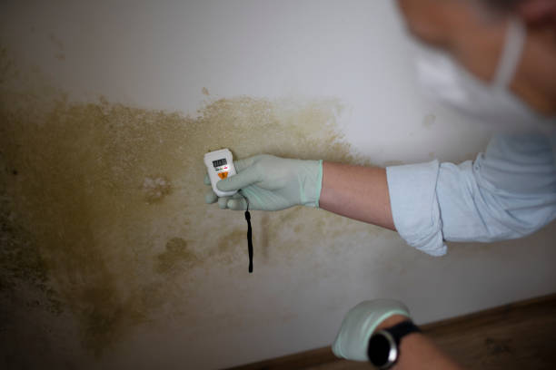 Best Industrial Mold Remediation in Birch Run, MI