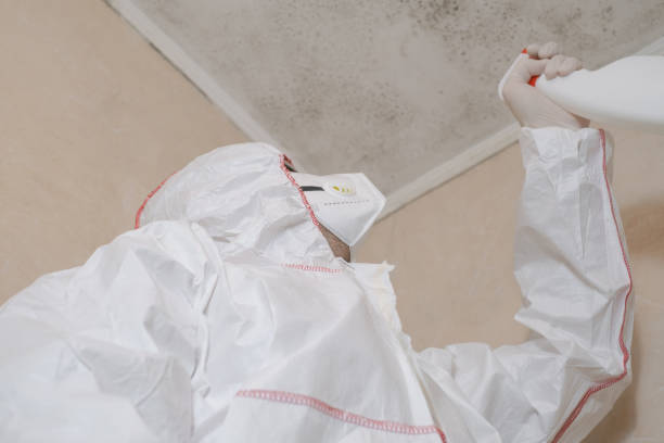 Best Attic Mold Remediation in Birch Run, MI