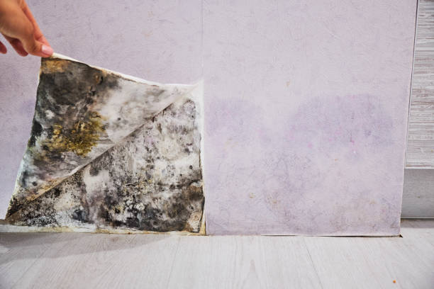 Best Industrial Mold Remediation in Birch Run, MI
